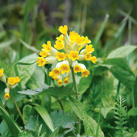 Primula veris ‘Cowslip’