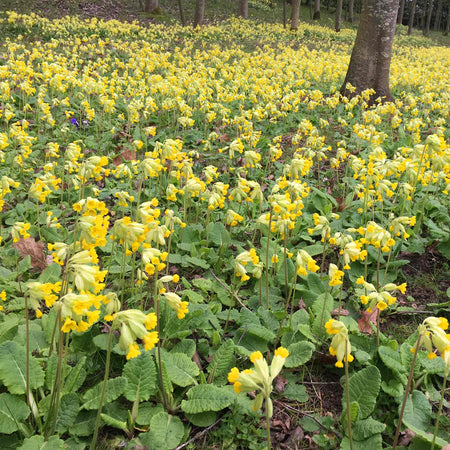 Primula veris ‘Cowslip’