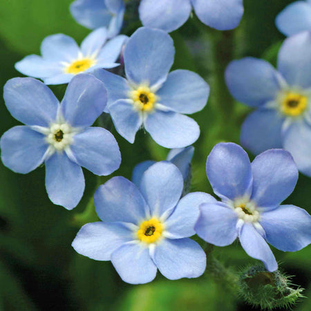 Forget Me Not 'Mon Amie Blue'