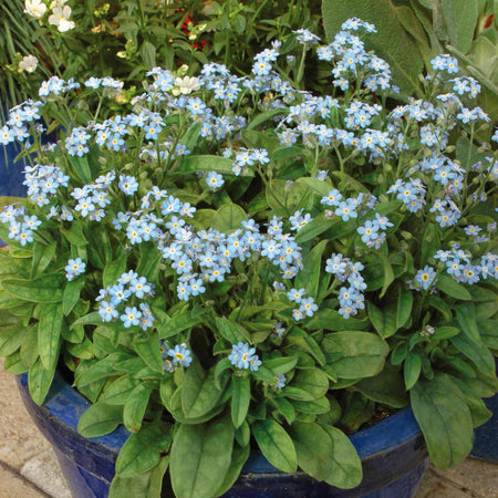 Forget Me Not 'Mon Amie Blue'