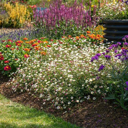 Erigeron Karvinskianus 'Stallone'