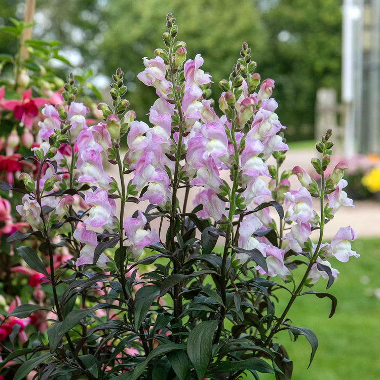 Antirrhinum Collection