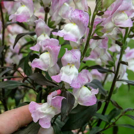 Antirrhinum Collection