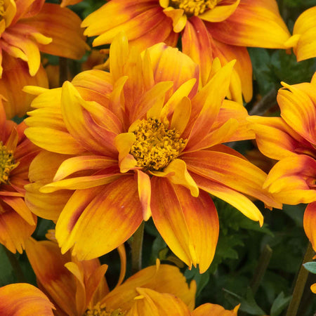 Bidens 'Bee Happy Double Orange'