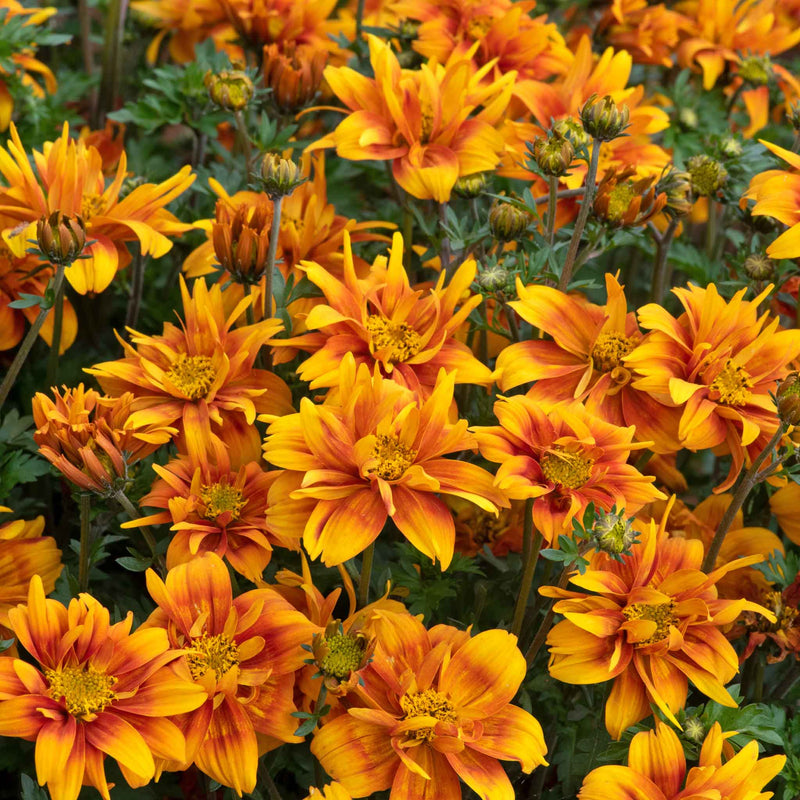 Bidens 'Bee Happy Double Orange'