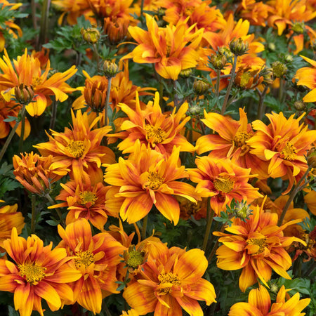 Bidens Collection