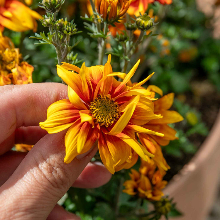 Bidens 'Bee Happy Double Orange'