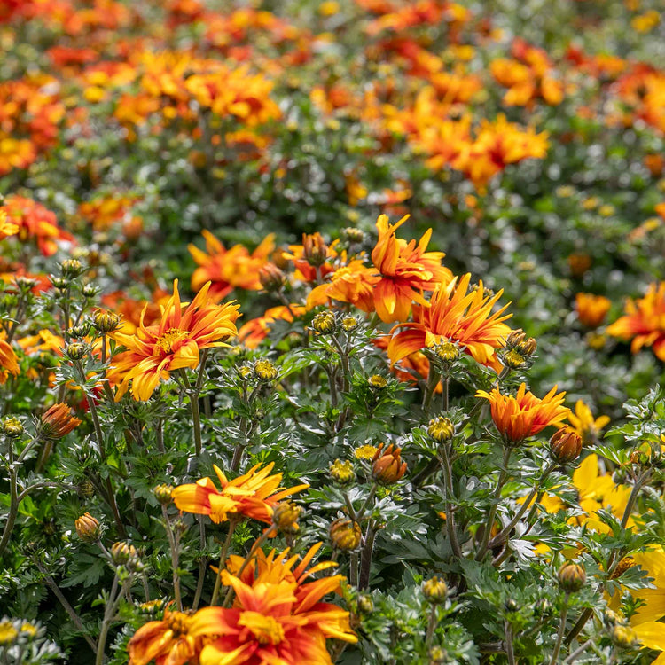 Bidens 'Bee Happy Double Orange'
