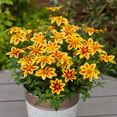Bidens Collection