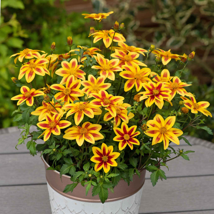Bidens Collection