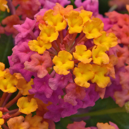 Lantana 'Passion Fruit'