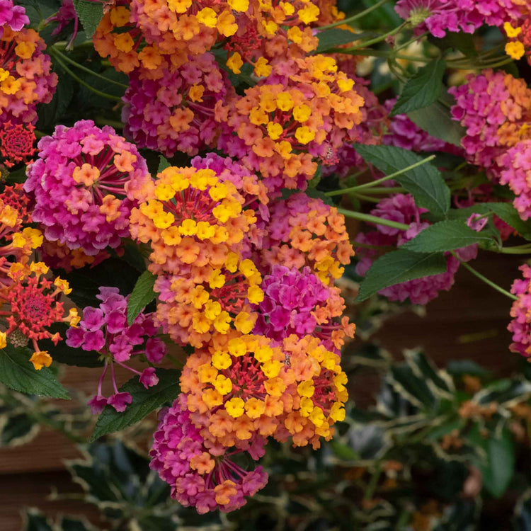 Lantana 'Passion Fruit'
