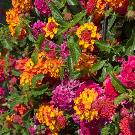 Lantana 'Passion Fruit'
