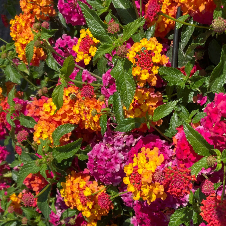 Lantana 'Passion Fruit'