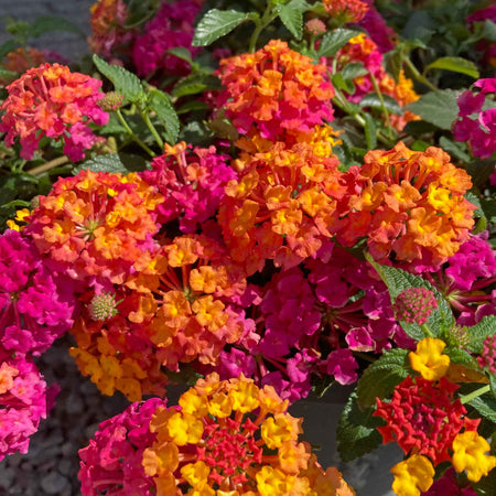 Lantana 'Passion Fruit'