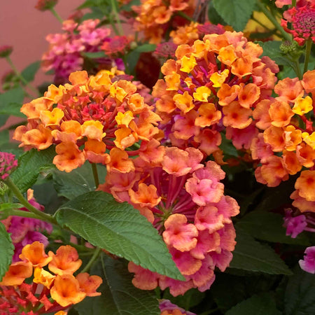 Lantana 'Passion Fruit'