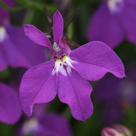 Marshalls Garden Lobelia Waterfall Selection