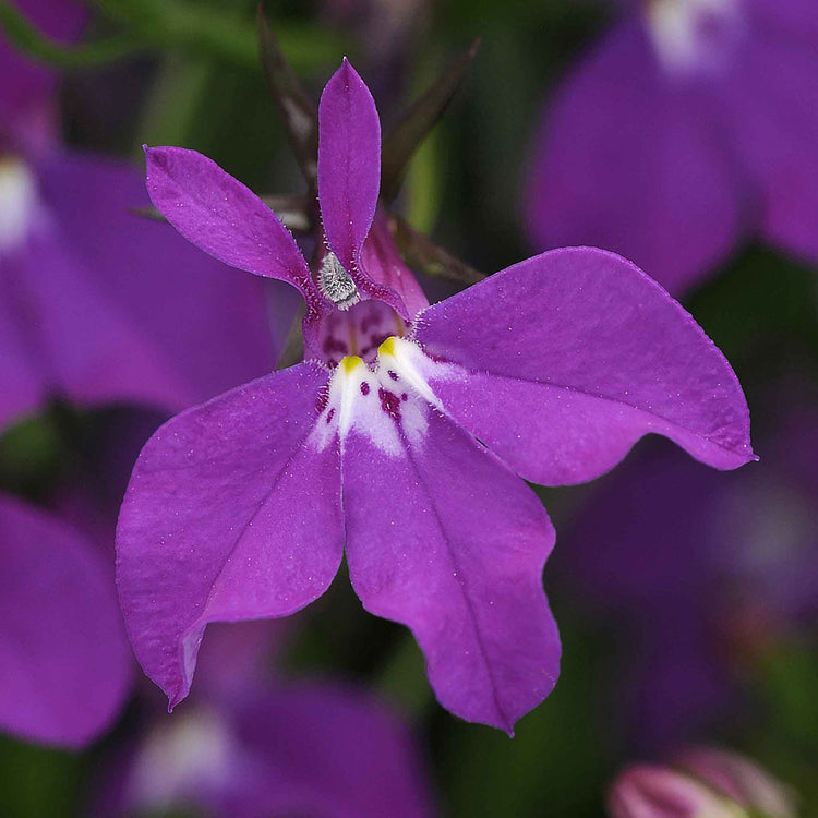 Marshalls Garden Lobelia Waterfall Selection