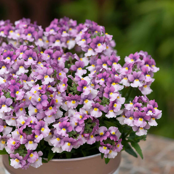 Nemesia 'Nuvo Pink Bicolour'