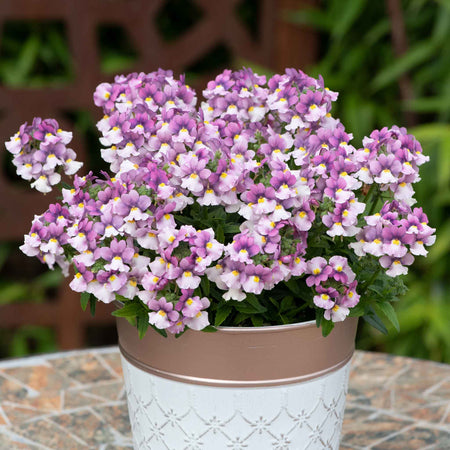 Nemesia Collection