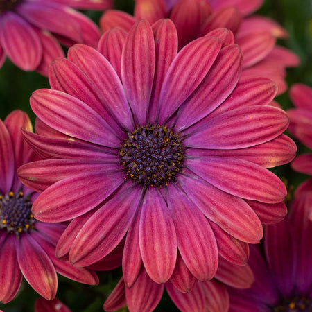 Osteospermum 'Dalina Purple Outback'