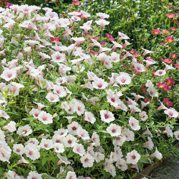 Petunia 'Vista Silverberry'