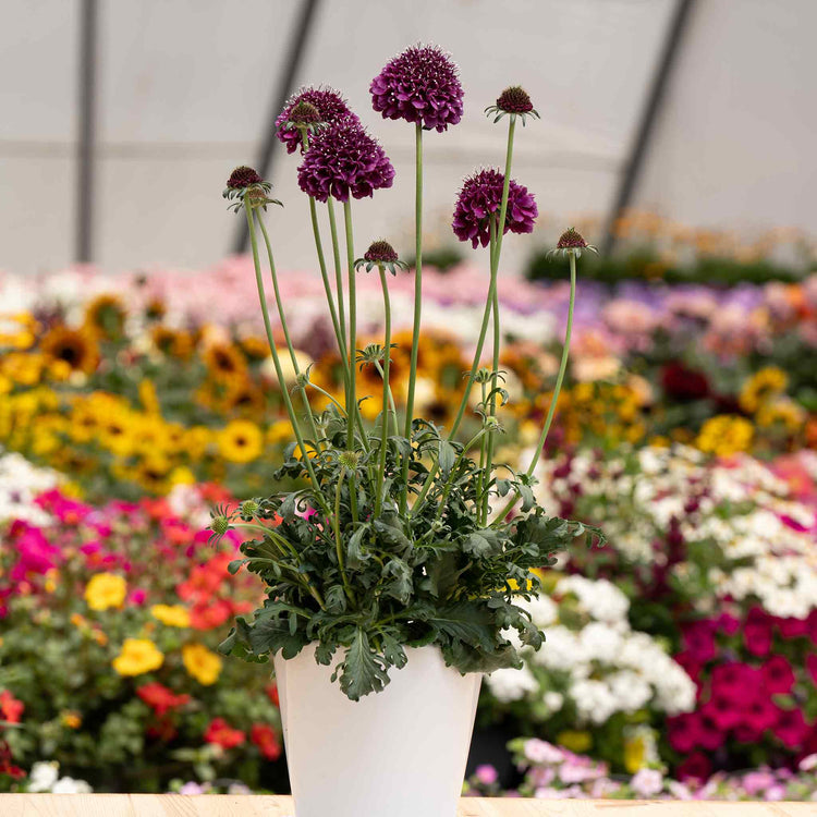 Scabious 'Dark Purple Scoop'