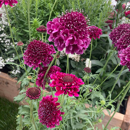 Scabious 'Scoop Collection'