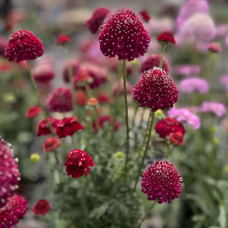 Scabious 'Raspberry Scoop'
