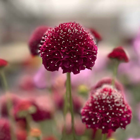 Scabious 'Raspberry Scoop'