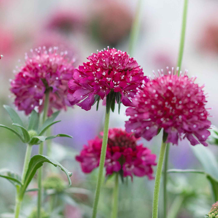 Scabious 'Scoop Collection'