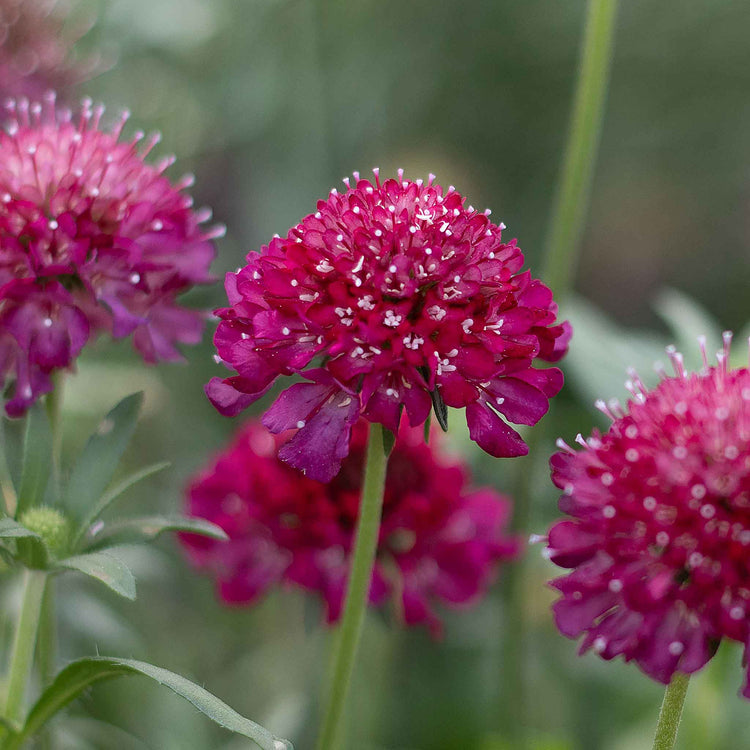 Scabious 'Raspberry Scoop'