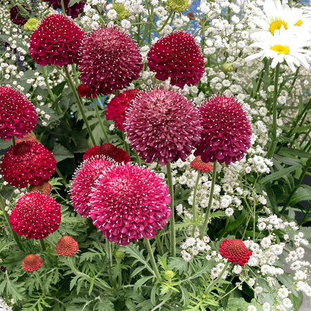 Scabious 'Raspberry Scoop'