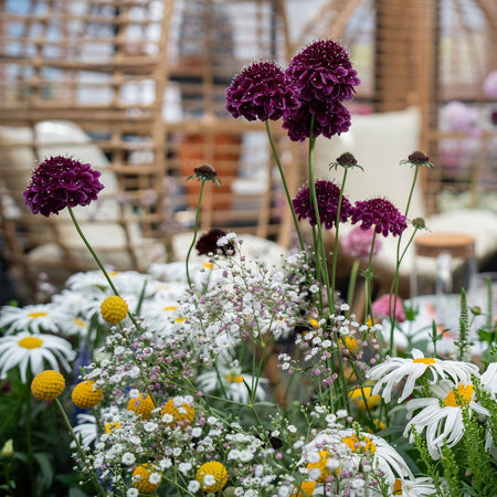 Scabious 'Blackberry Scoop'