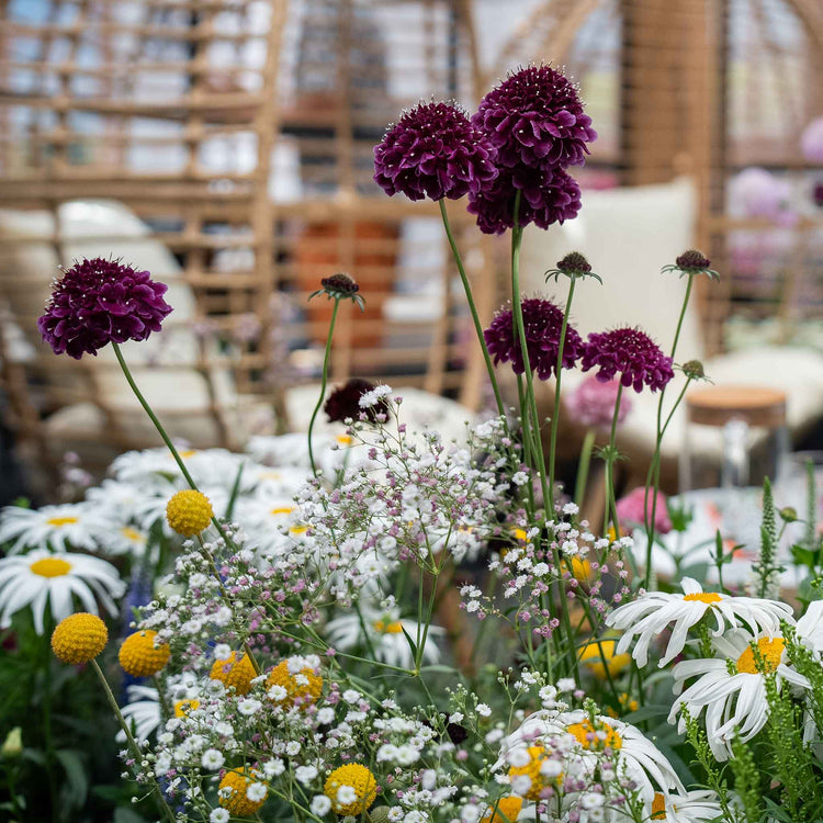 Scabious 'Blackberry Scoop'