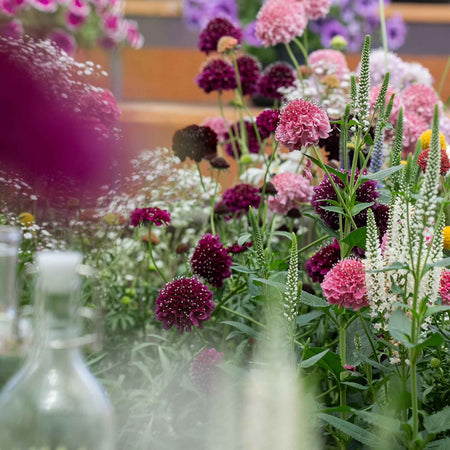 Scabious 'Scoop Collection'