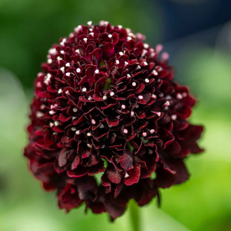 Scabious 'Blackberry Scoop'