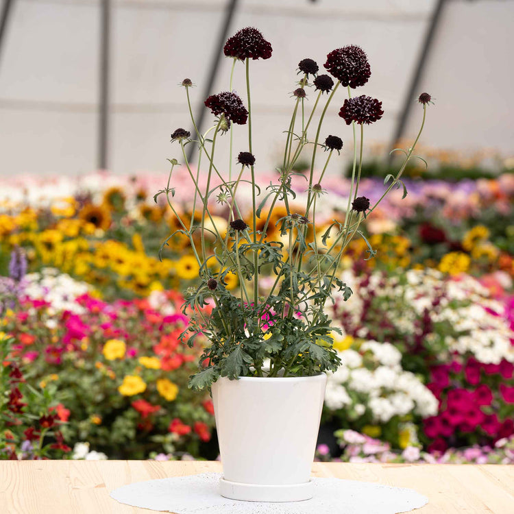 Scabious 'Scoop Collection'