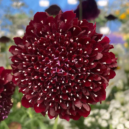 Scabious 'Blackberry Scoop'