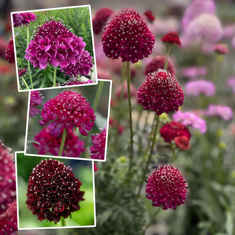 Scabious 'Scoop Collection'