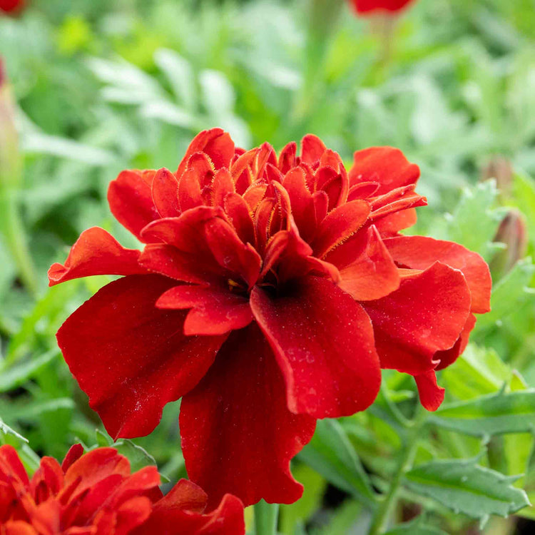 Marigold 'Fireball'
