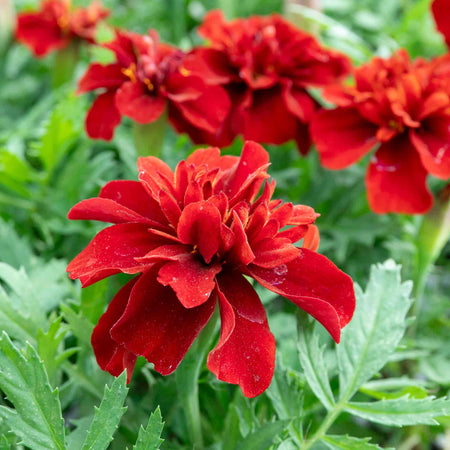 Marigold 'Fireball'