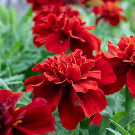 Marigold 'Fireball'