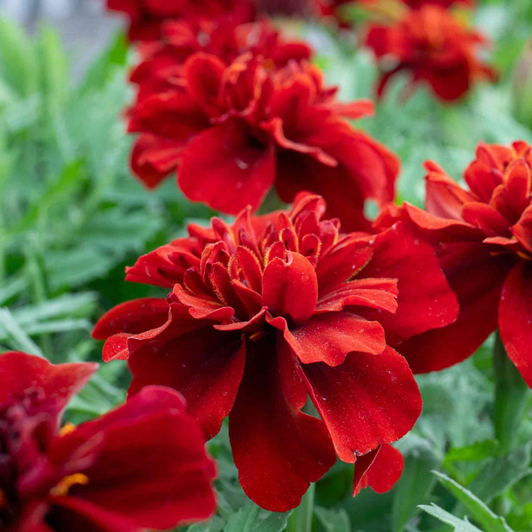 Marigold 'Fireball'
