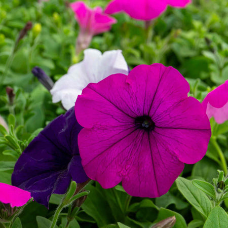 Petunia 'Easy Wave Mix'