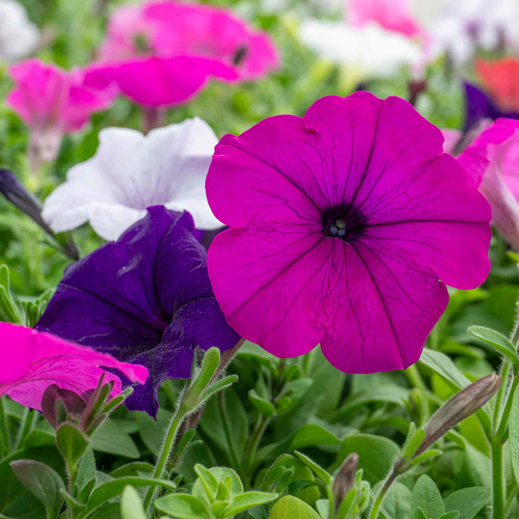 Petunia 'Easy Wave Mix'