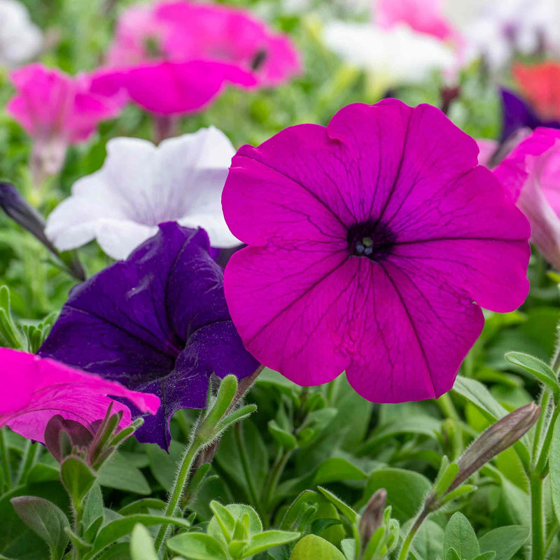 Petunia 'Easy Wave Mix'