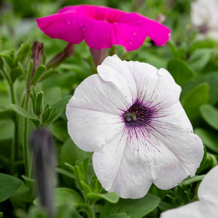 Petunia 'Easy Wave Mix'