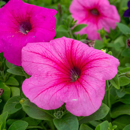 Petunia 'Easy Wave Mix'