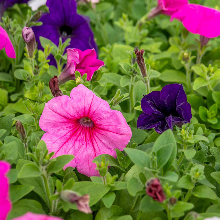 Petunia 'Easy Wave Mix'